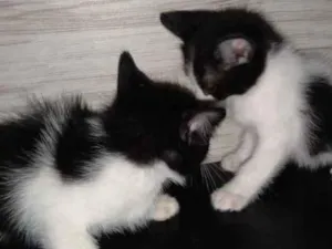 Gato raça Srd idade Abaixo de 2 meses nome Frajolas