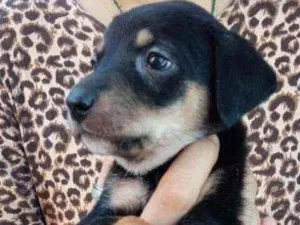 Cachorro raça Não se sabe  idade Abaixo de 2 meses nome Sem nome