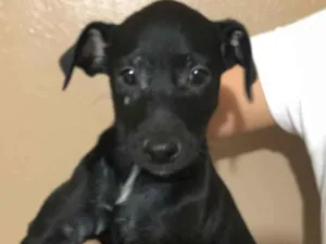 Cachorro raça SRD-ViraLata idade 2 a 6 meses nome Doa-se um cão