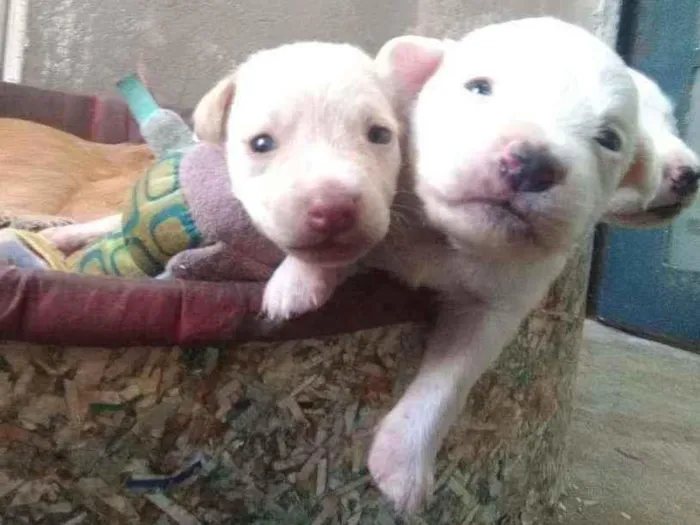 Cachorro ra a SRD idade Abaixo de 2 meses nome Lua