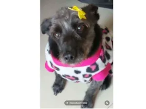 Cachorro raça Indefinida idade 6 ou mais anos nome Nina