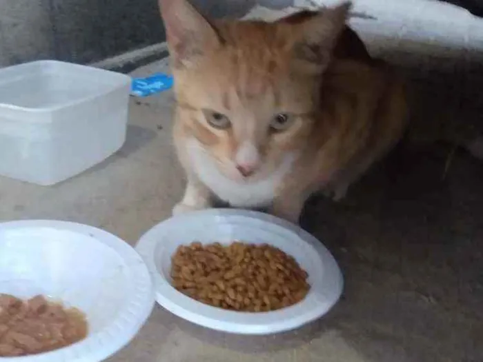 Gato raça Srd idade 1 ano nome Tedy