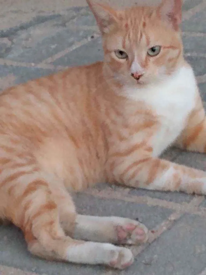 Gato raça Srd idade 1 ano nome Tedy
