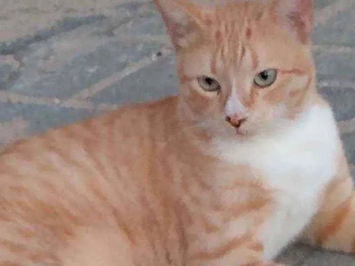 Gato raça Srd idade 1 ano nome Tedy