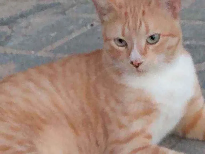 Gato raça Srd idade 1 ano nome Tedy