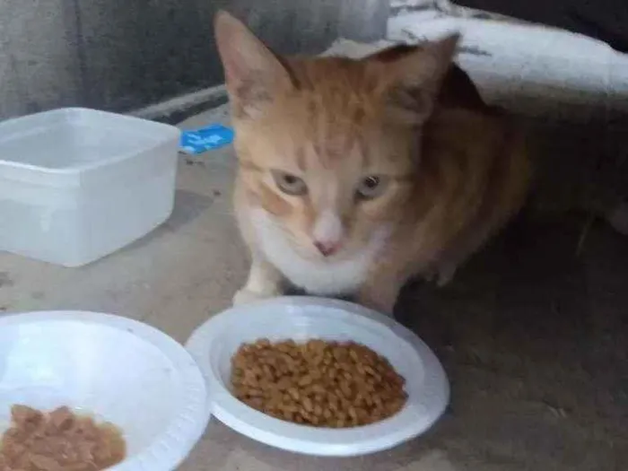 Gato raça Srd idade 1 ano nome Tedy