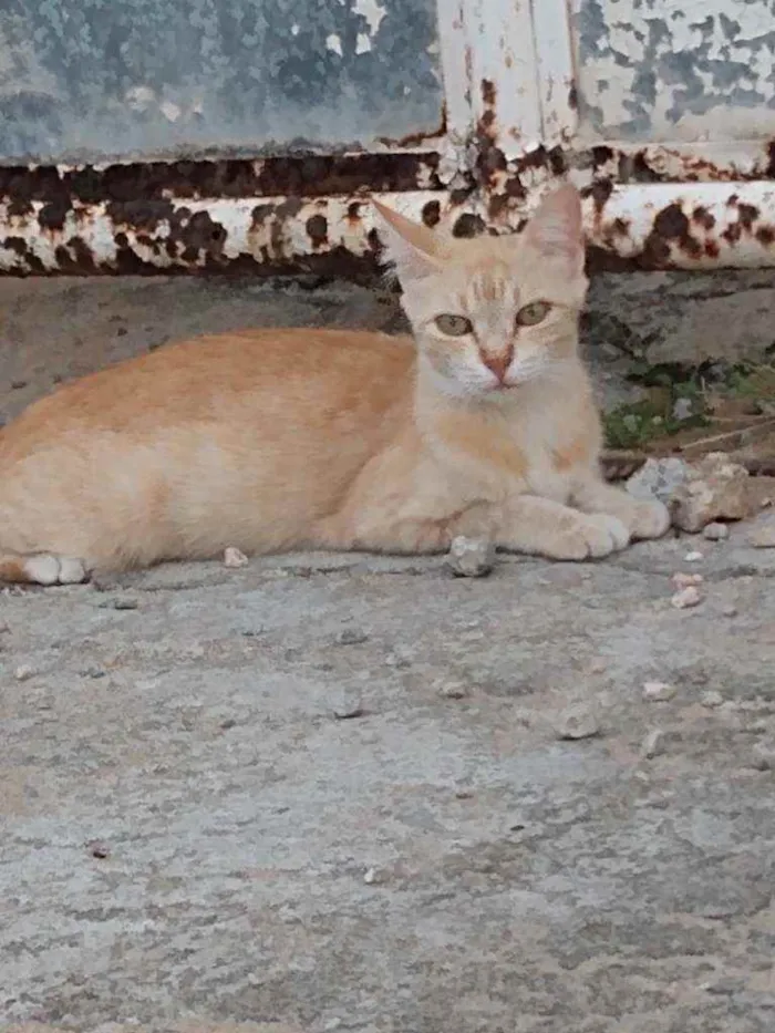 Gato raça Srd idade 7 a 11 meses nome Lourinha 