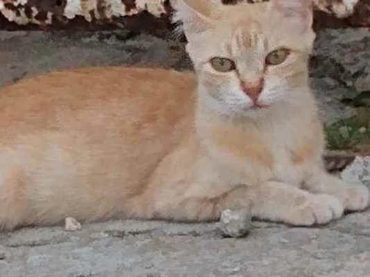 Gato raça Srd idade 7 a 11 meses nome Lourinha 