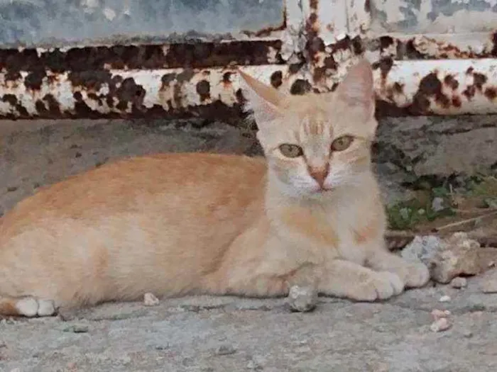 Gato raça Srd idade 7 a 11 meses nome Lourinha 
