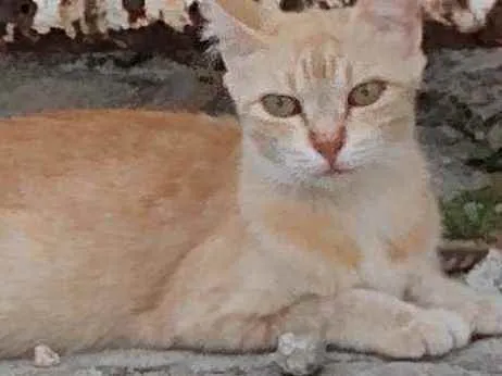 Gato raça Srd idade 7 a 11 meses nome Lourinha 