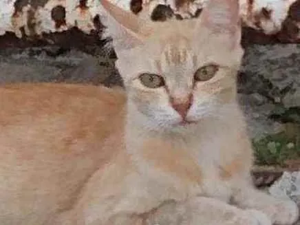 Gato raça Srd idade 7 a 11 meses nome Lourinha 