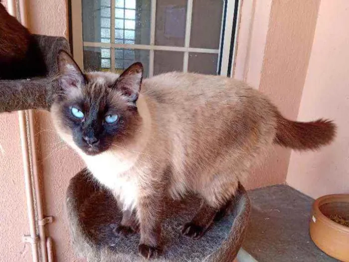 Gato ra a Raça indefinida  idade 2 anos nome Caju