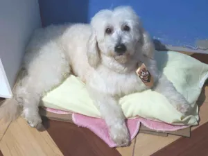 Cachorro raça Poodle idade 2 anos nome Sol