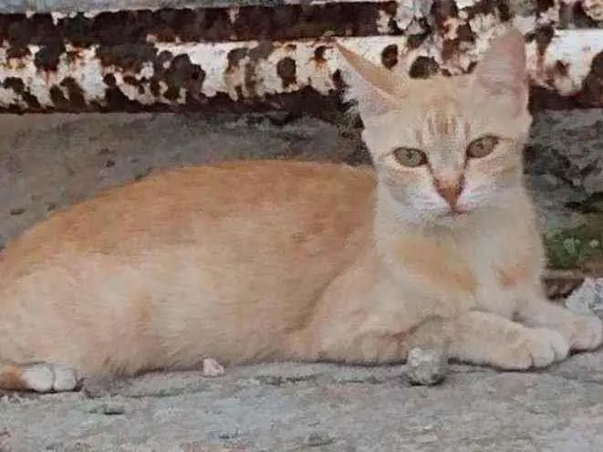Gato raça Srd idade 7 a 11 meses nome Lourinha 