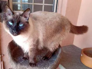 Gato raça Raça indefinida  idade 2 anos nome Caju