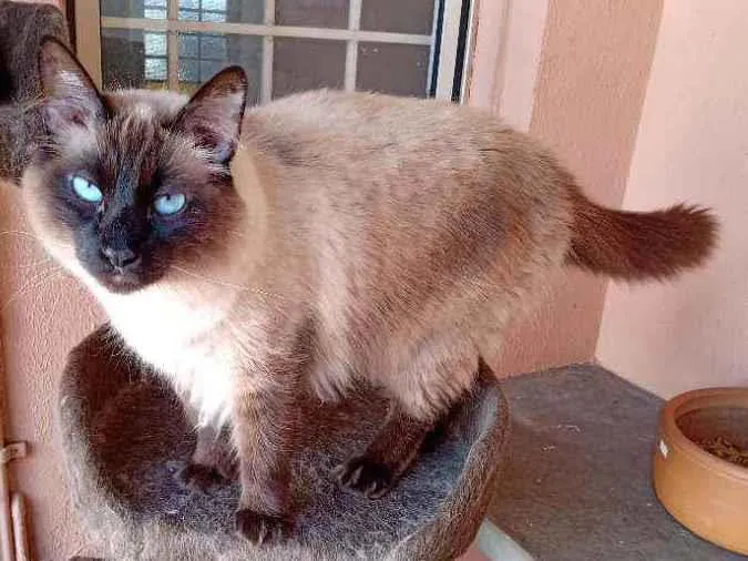 Gato ra a Raça indefinida  idade 2 anos nome Caju