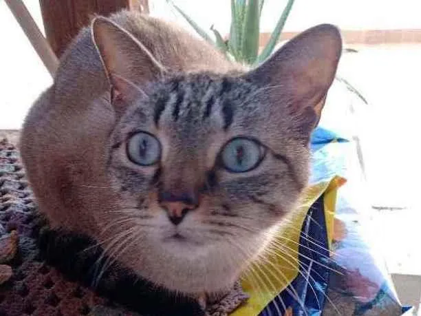 Gato ra a Raça indefinida idade 2 anos nome Yuke