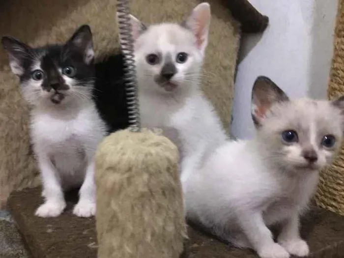 Gato raça Srd  idade Abaixo de 2 meses nome Pchutchuco