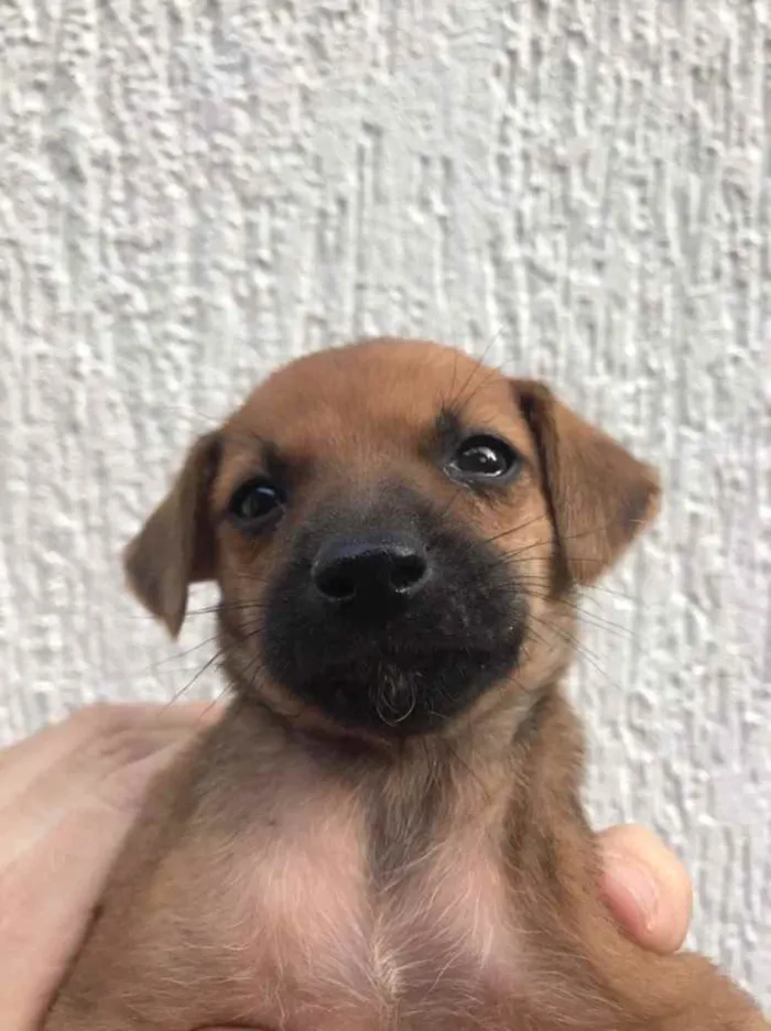 Cachorro raça SRD  idade Abaixo de 2 meses nome Sem nome