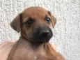 Cachorro raça SRD  idade Abaixo de 2 meses nome Sem nome
