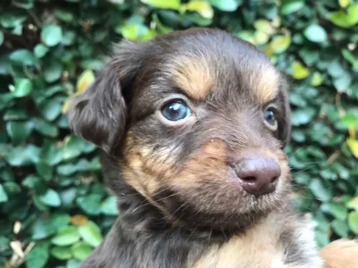 Cachorro raça SRD  idade Abaixo de 2 meses nome Sem Nome
