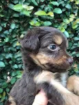 Cachorro raça SRD  idade Abaixo de 2 meses nome Sem Nome