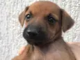 Cachorro raça SRD  idade Abaixo de 2 meses nome Sem nome