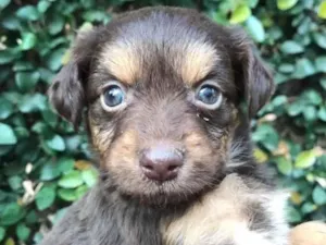 Cachorro raça SRD  idade Abaixo de 2 meses nome Sem Nome