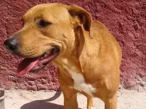 Cachorro raça Pit-Bull idade 1 ano nome Pelúcia Pitbull