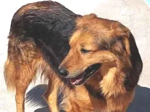 Cachorro raça SRD-ViraLata idade 4 anos nome Nede