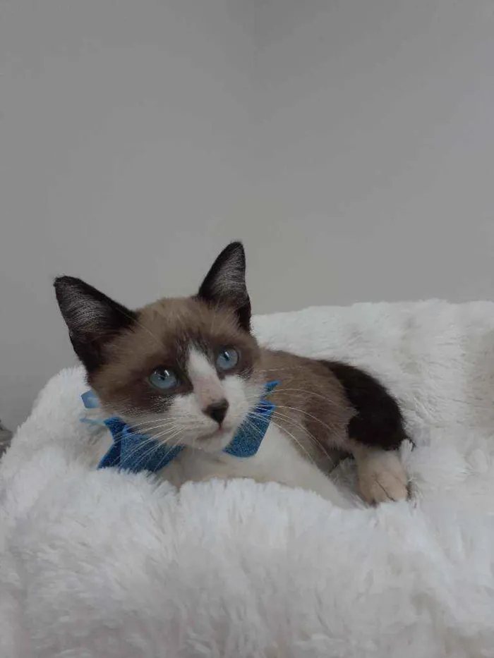 Gato raça Srd idade 2 a 6 meses nome Kiko