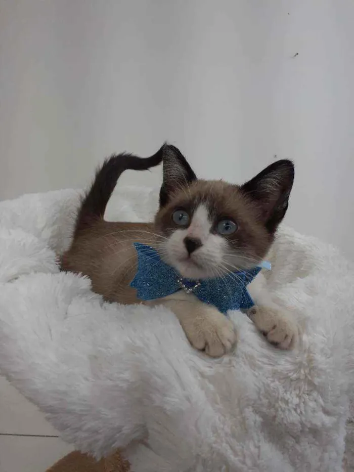 Gato raça Srd idade 2 a 6 meses nome Kiko