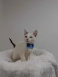 Gato raça Srd idade 2 a 6 meses nome Robin