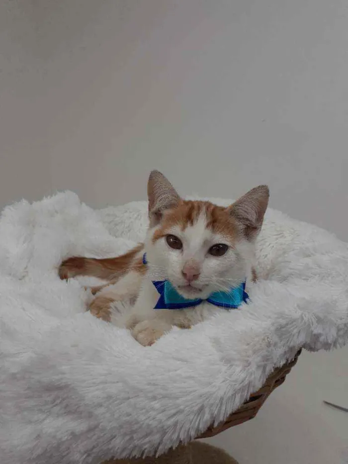 Gato raça Srd idade 2 a 6 meses nome Homer