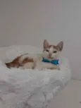 Gato raça Srd idade 2 a 6 meses nome Homer