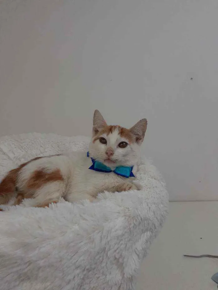 Gato raça Srd idade 2 a 6 meses nome Homer