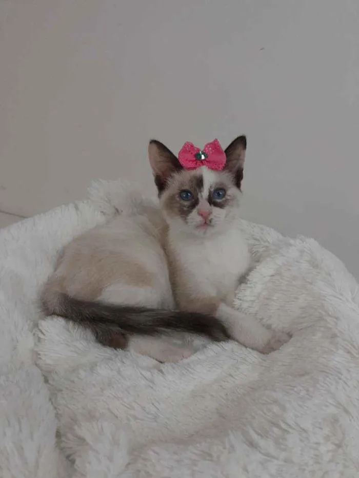 Gato raça Srd idade 2 a 6 meses nome Elisabeth