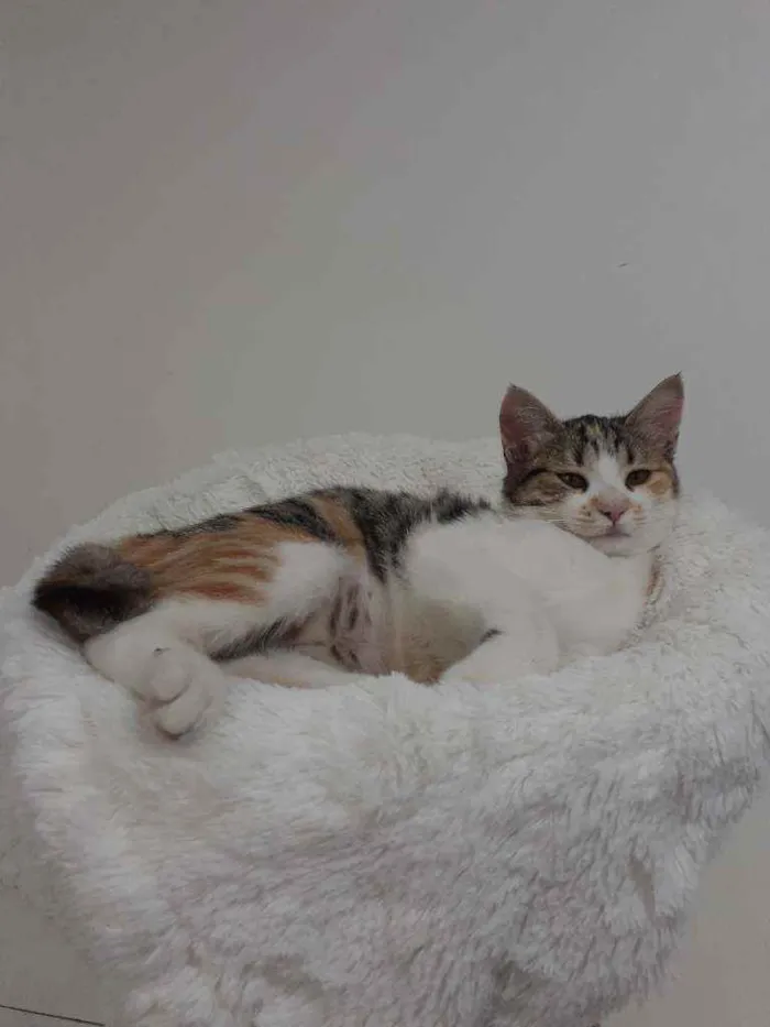 Gato raça Srd idade 2 a 6 meses nome Jane