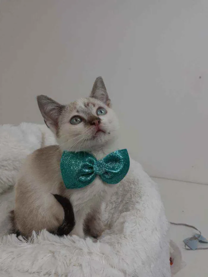 Gato raça Srd idade 2 a 6 meses nome Mike