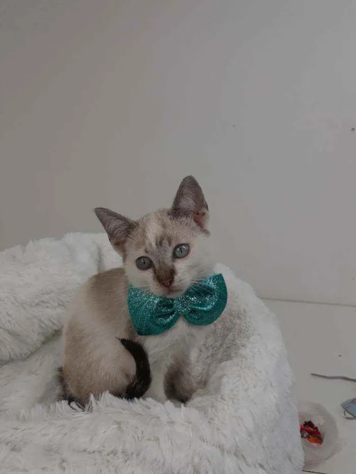 Gato raça Srd idade 2 a 6 meses nome Mike