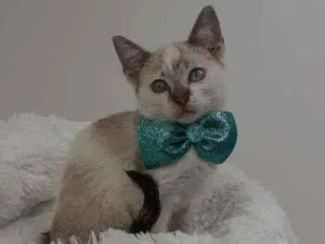 Gato raça Srd idade 2 a 6 meses nome Mike