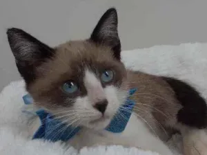 Gato raça Srd idade 2 a 6 meses nome Kiko