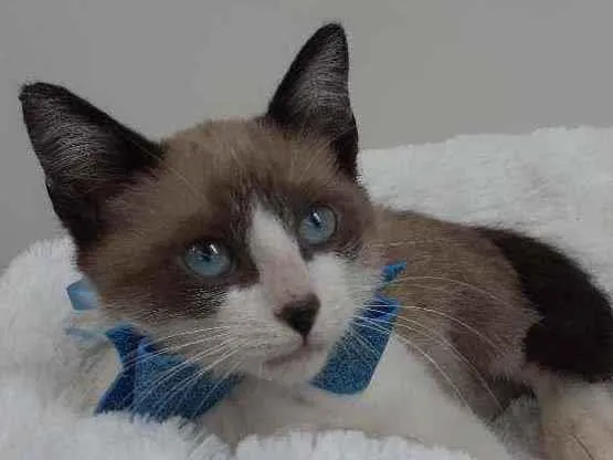 Gato raça Srd idade 2 a 6 meses nome Kiko