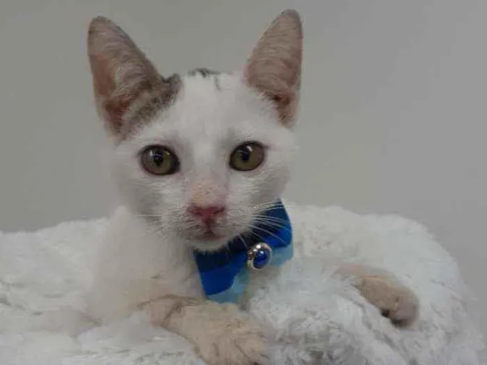 Gato raça Srd idade 2 a 6 meses nome Robin