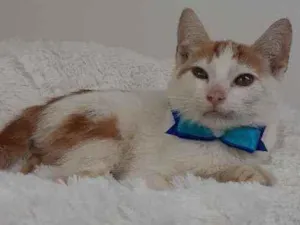 Gato raça Srd idade 2 a 6 meses nome Homer