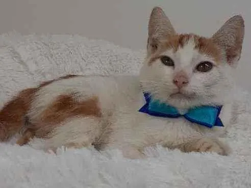 Gato raça Srd idade 2 a 6 meses nome Homer