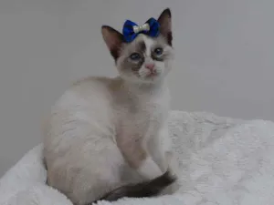 Gato raça Srd idade 2 a 6 meses nome Elisabeth