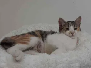 Gato raça Srd idade 2 a 6 meses nome Jane
