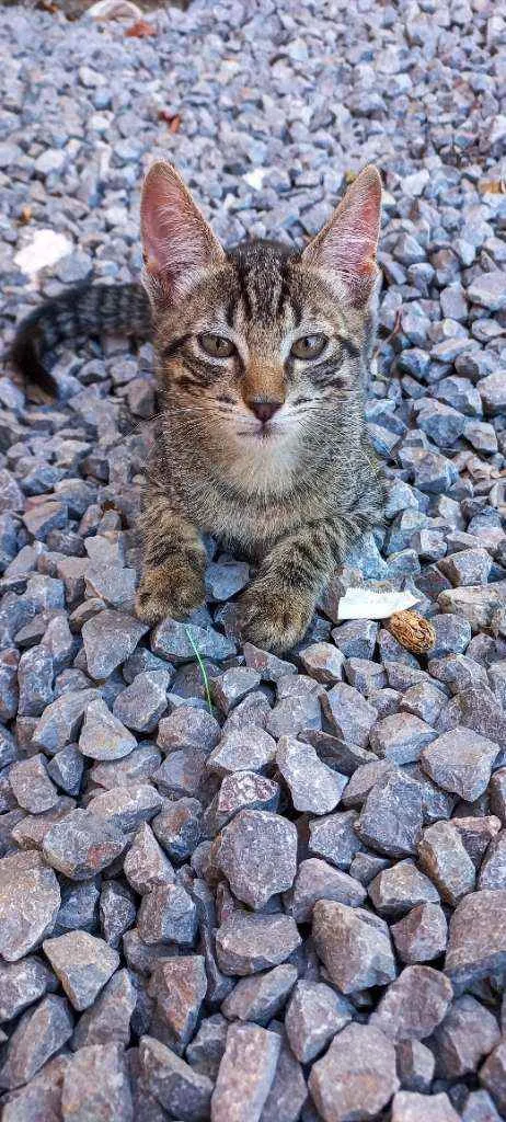 Gato ra a SRD idade 2 a 6 meses nome Lupin