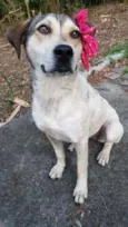 Cora